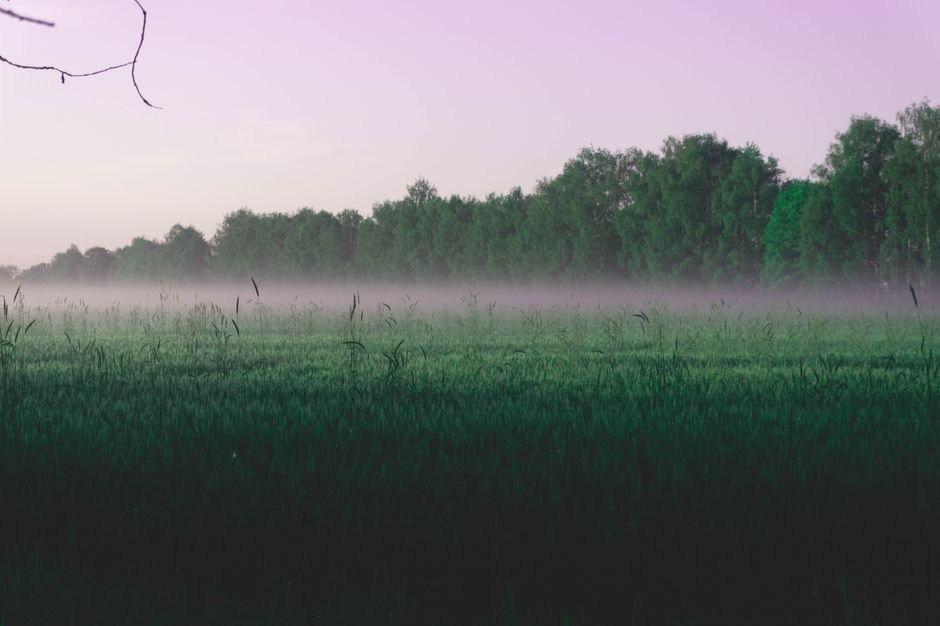 Open field and treeline at dawn, the conditions where thermal contrast collapses
