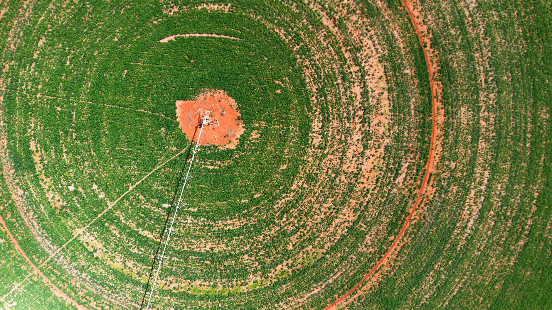 Drone survolant une grande parcelle céréalière verte pour la cartographie des cultures